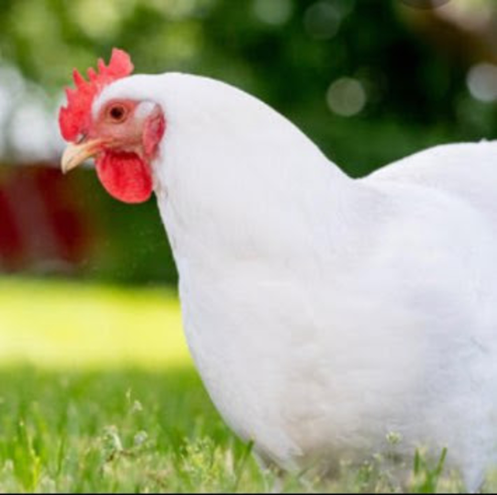 Meet your Posher, Chicken